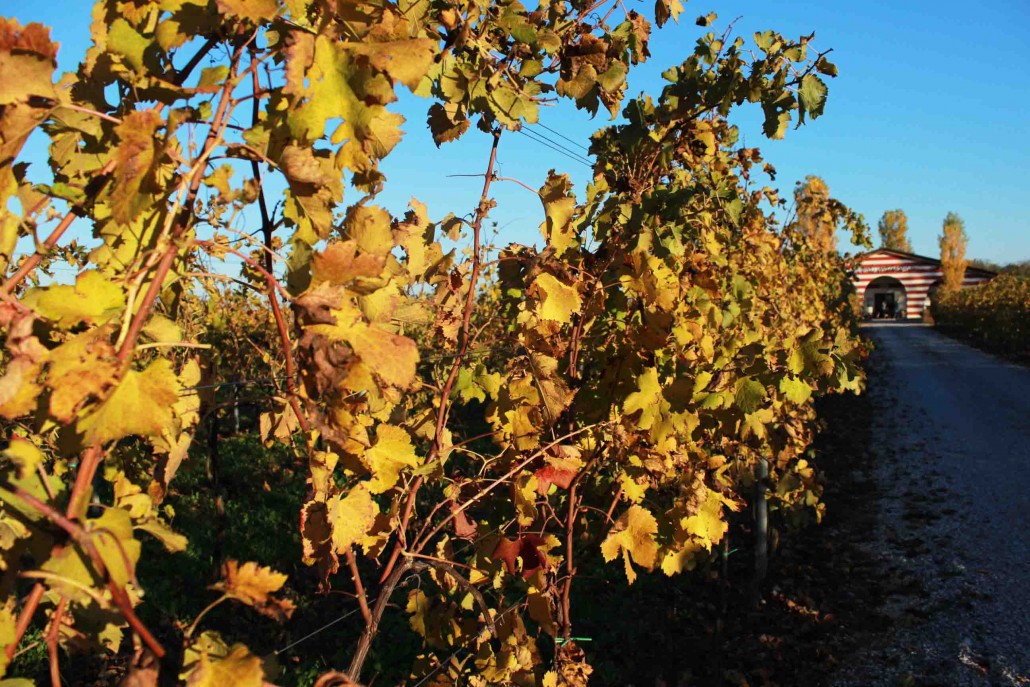 vigne d'autunno
